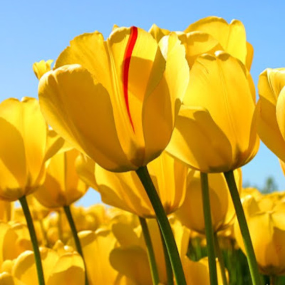 Meet your Posher, Brittany - Picture 1 of 1